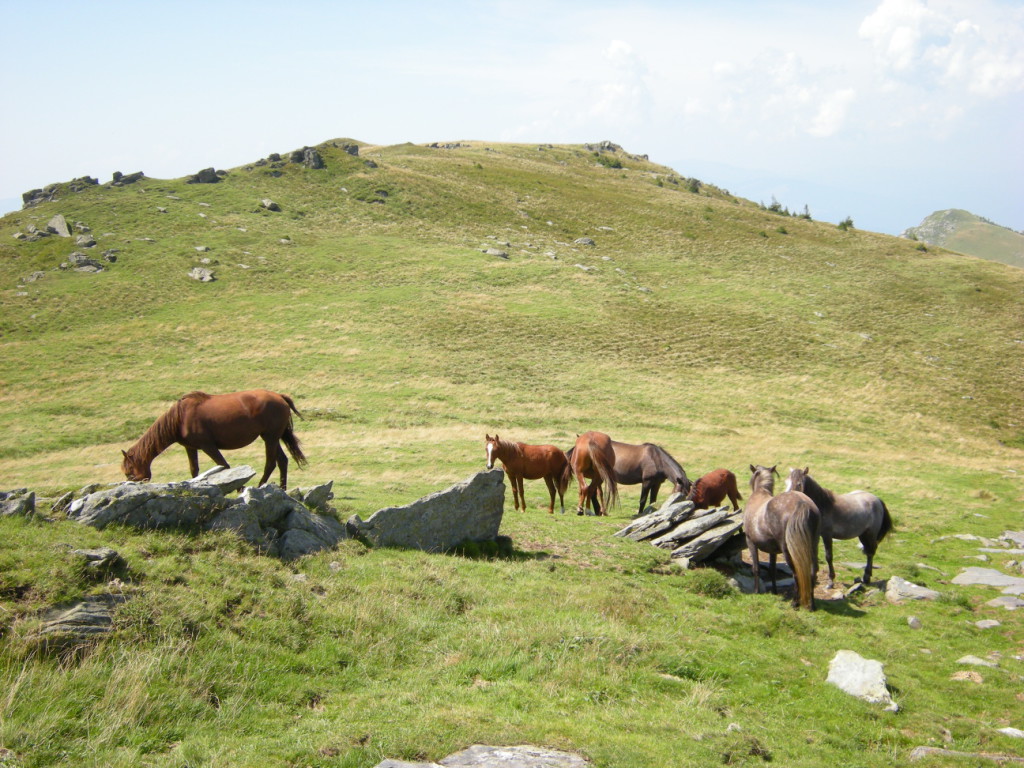 1008 Fagaras 334